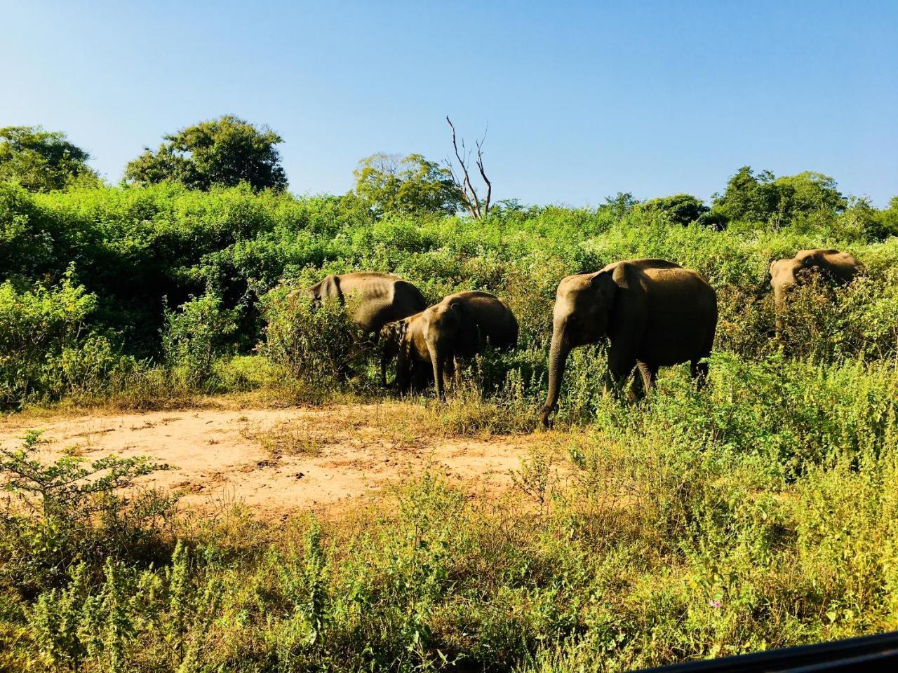 Atha Safari Resort & Riverside Camping อุดาวาลาเว ภายนอก รูปภาพ