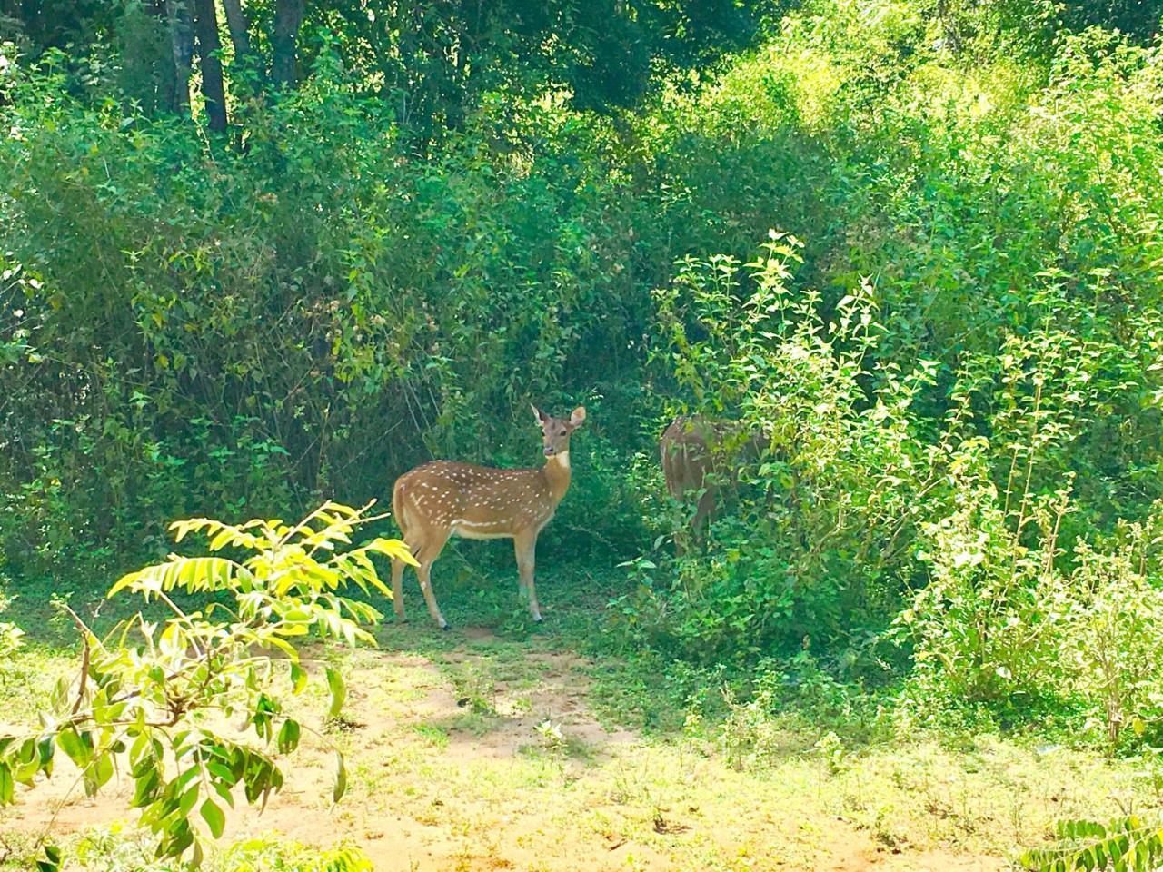 Atha Safari Resort & Riverside Camping อุดาวาลาเว ภายนอก รูปภาพ